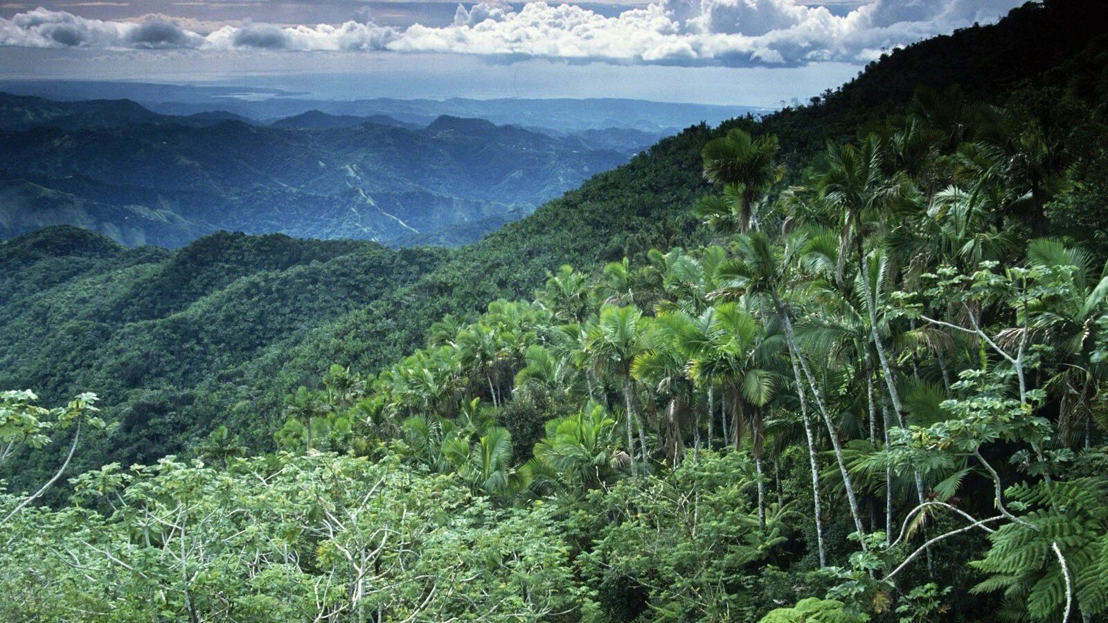 Тропические дождевые леса Африка. Гилея в Африке. Гилея Южной Америки это. Экваториальный лес Южной Америки.