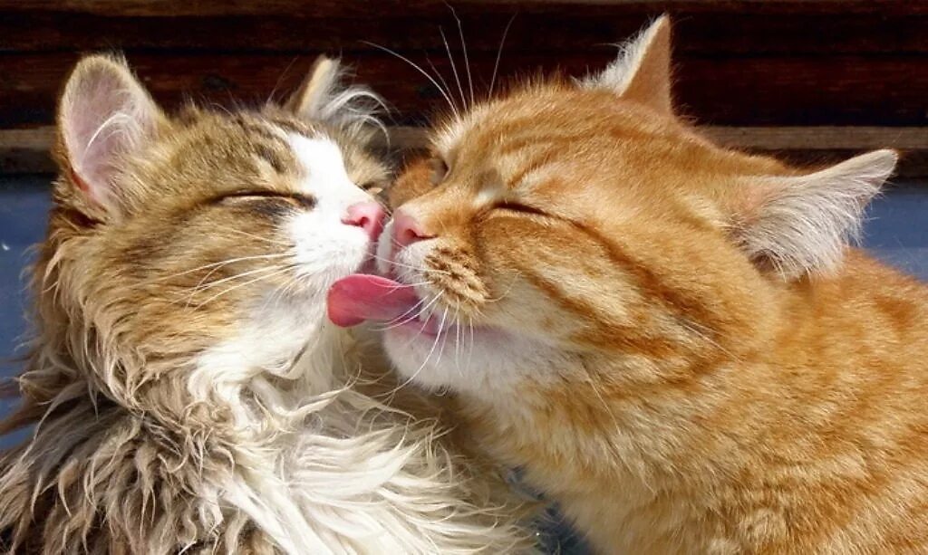 Любовь кошек и котов. Кошки любовь. Влюбленные котики. Поцелуй котика. Кошки сладкая парочка.