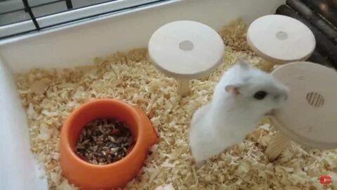 Можно ли продать хомяк коин