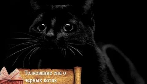 К чему видеть черного котенка