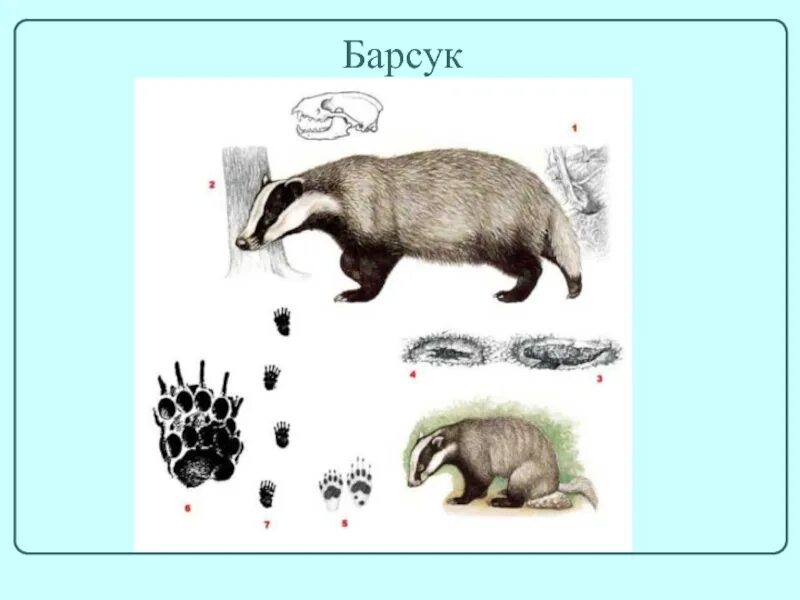 Следы барсука. Барсук. След барсука. Чем питается барсук. Следы животных барсук.