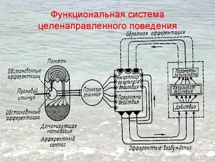 Функциональные системы животных