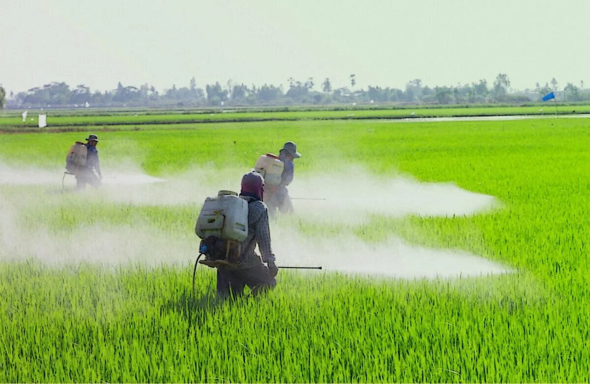 Пестициды. Ядохимикаты в сельском хозяйстве. Удобрения и пестициды. Удобрение полей.