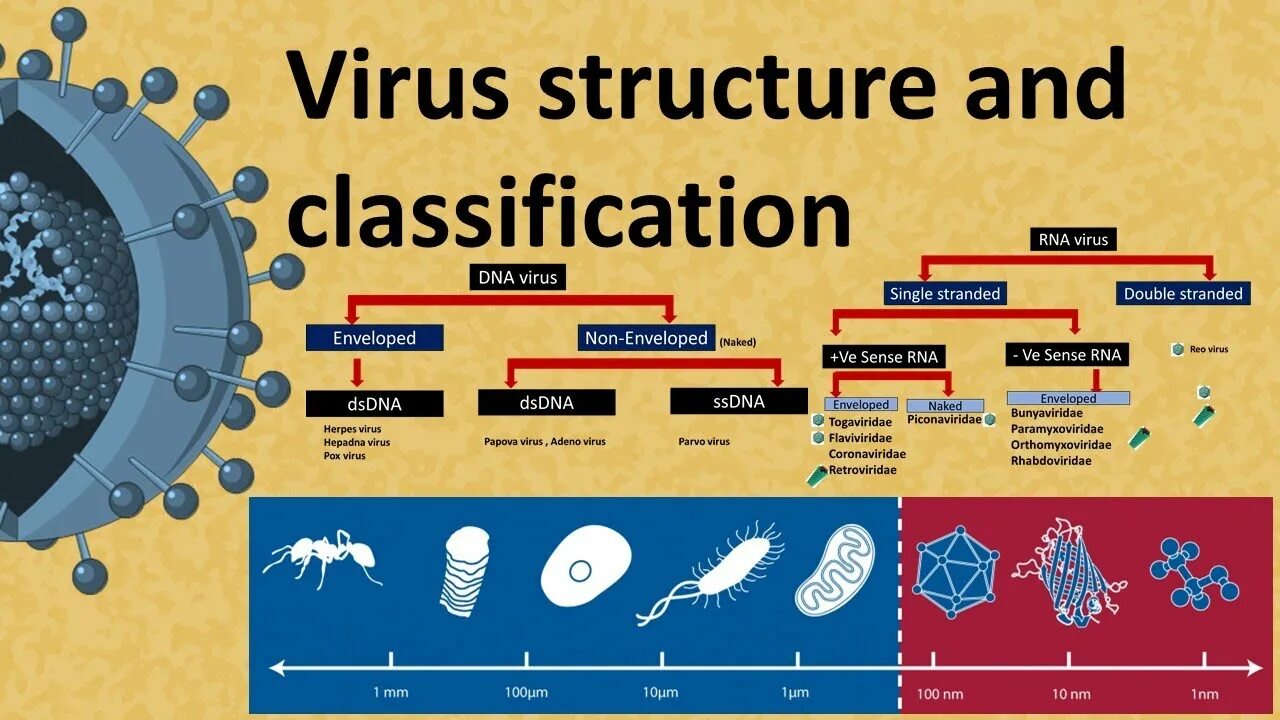 Virus structure. Вирус DNA. Classification of virus DNA RNA. Вирусы микробиология.