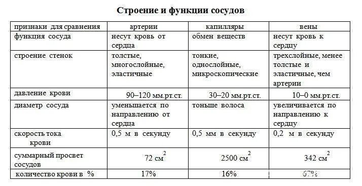 Таблица сосудов человека. Строение и функции кровеносных сосудов таблица. Таблица по биологии 8 класс кровеносные сосуды. Таблица сравнения строения кровеносных сосудов. Таблица по биологии 8 класс характеристика кровеносных сосудов.