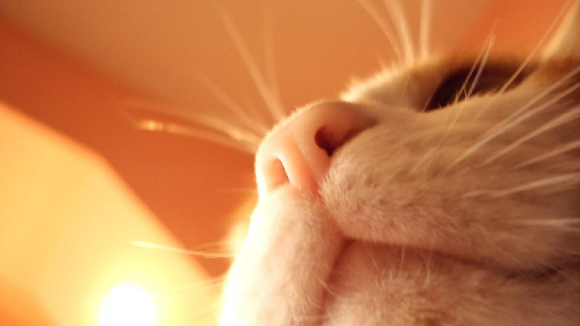 Нос кота. Кошачий носик. Кошачий нос мимими. Кошкин нос. Лицо кисы