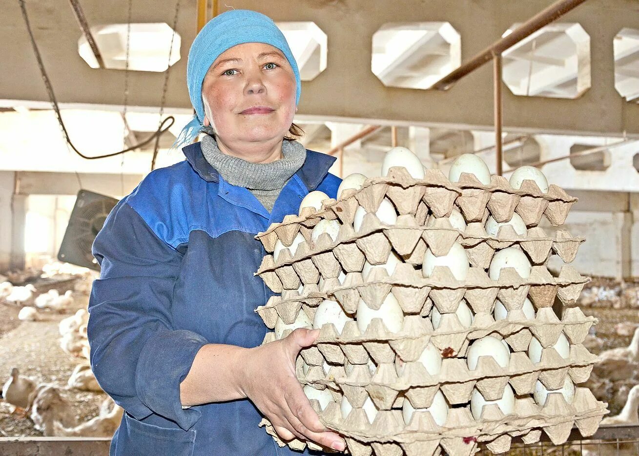 Дивеевское логотип. Яйца куриные нижний новгород. Яйцо дивеево птицефабрика. Дивеевская птицефабрика. Яйца недюревка.