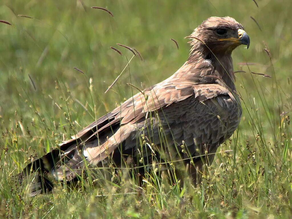 Степной Орел Степной Орел. Степной орёл (Aquila nipalensis. Донской Степной Орел. Буртинская степь Степной орёл.