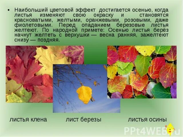 Какое значение имеет зеленая окраска листьев. Листья меняют цвет. почему листья меняют цвет осенью. изменение окраски листьев осенью связано с. почему листья меняют цвет осенью для детей презентация.