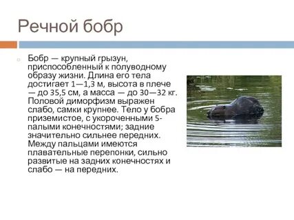 Сообщение про бобра 4