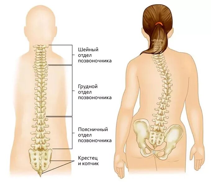 Сколиоз поясничного отдела позвоночника. Грудной отдел позвоночника. Сколиоз грудного отдела. Позвоночник при сколиозе.