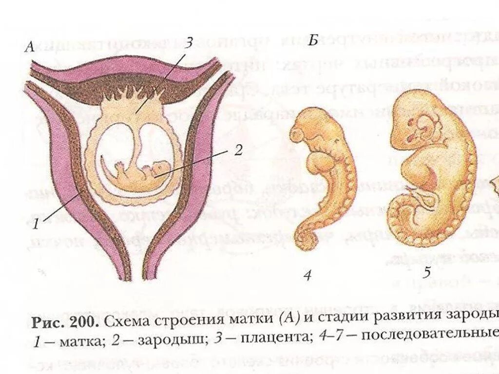 Где и как развивается плод млекопитающих. Схема развития млекопитающих 3. Схема строения матки и стадии развития зародыша у млекопитающих. Размножение млекопитающих матка. Строение матки.