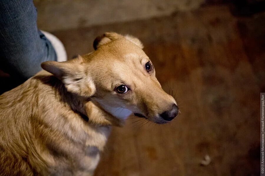 Домашних животных калининграда. Приют тимвилль калининград. Отлов бездомных животных. Помощь животным калининград. Помощь животным калининград.