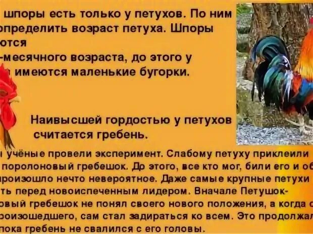 Возраст петуха