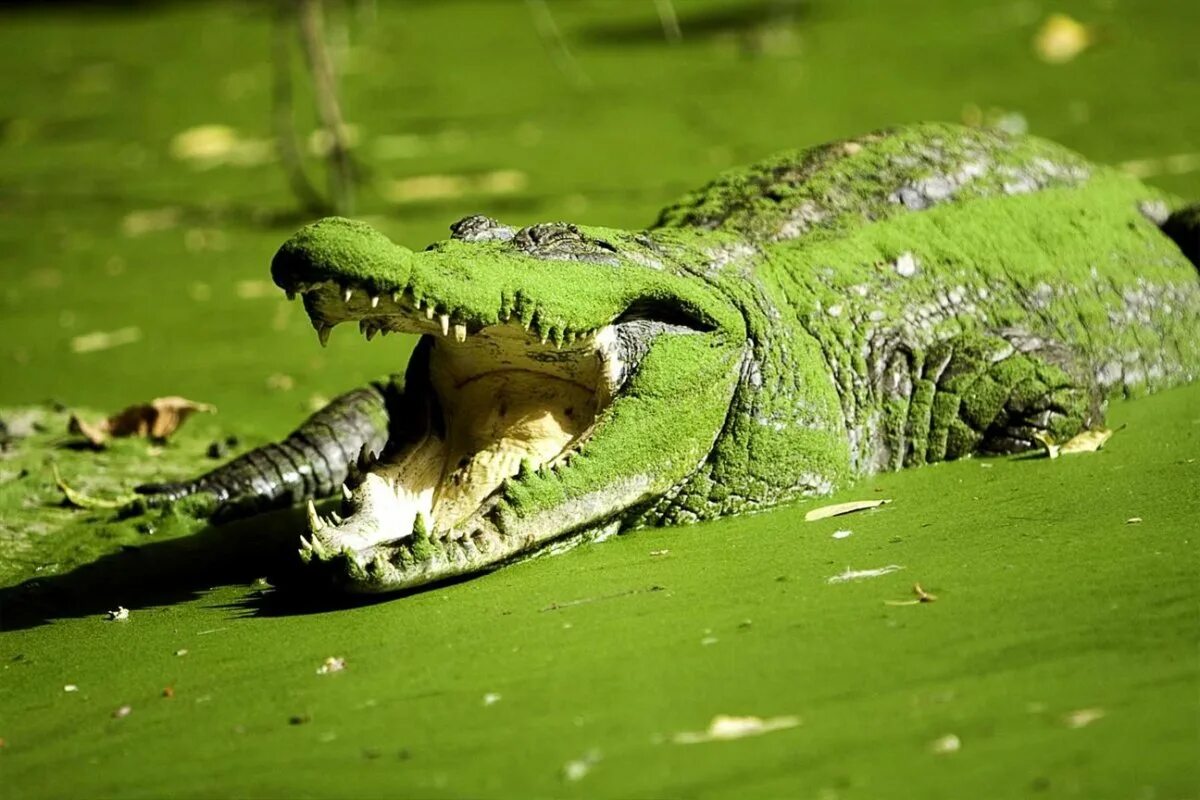 Какой крокодил зеленый. Крокодил. КРАКАДИЛ. Зеленые животные. Крокодил животное.
