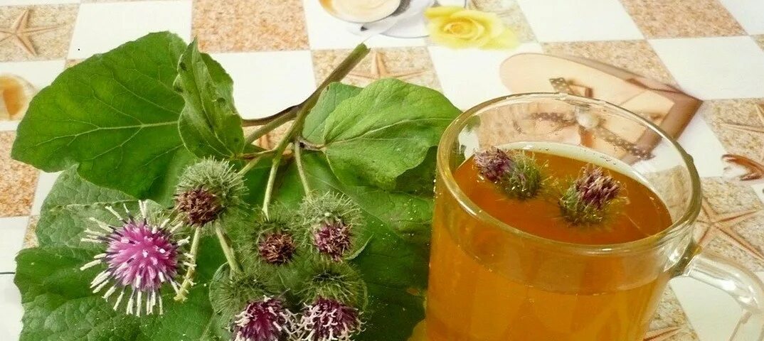 Девясил. Варенье из ревеня. Листья лопуха. Повидло из корня лопуха. Варенье из репейника.