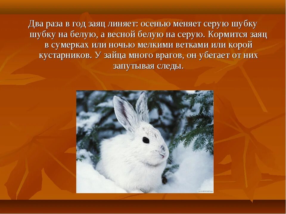 Линька зайца при изменении длины светового дня