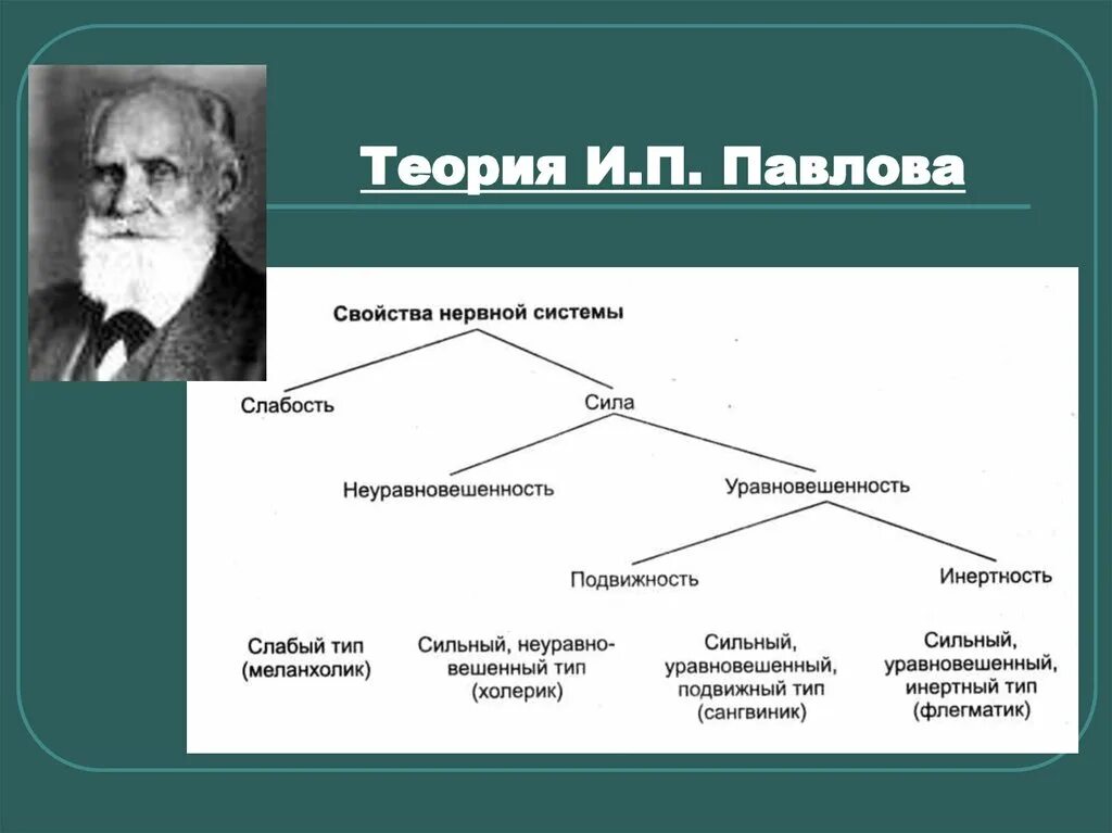 Теория Ивана Петровича Павлова. Теория высшей нервной деятельности и.п. Павлова.. Теория Павлова кратко. Физиологическая теория Павлова. Теория импакта