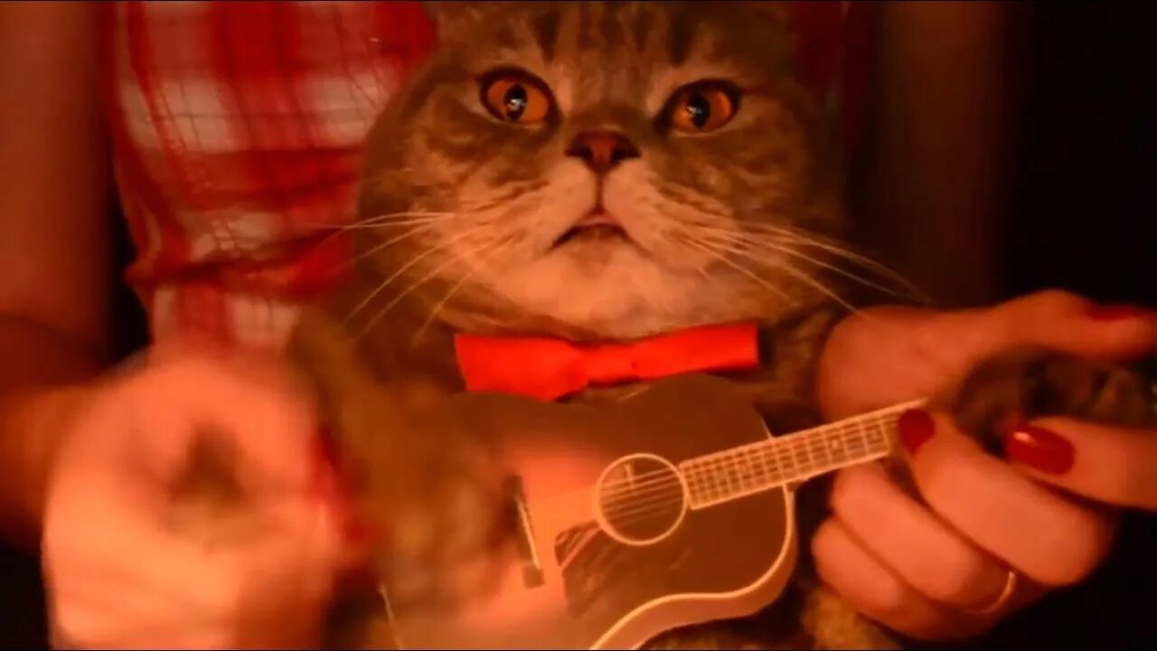 Кошки играющие на гитаре