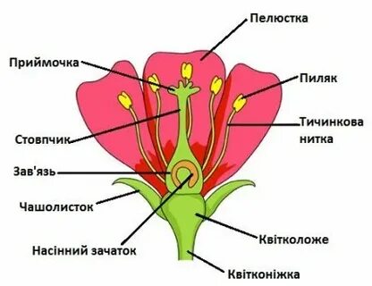 Где находятся цветки