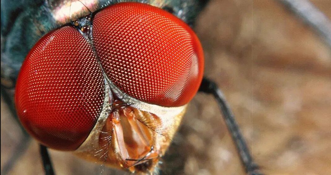 Красная мушка. Фасеточные глаза насекомых. Глаза мухи. Муха Макросъемка. Муха с красными глазами.