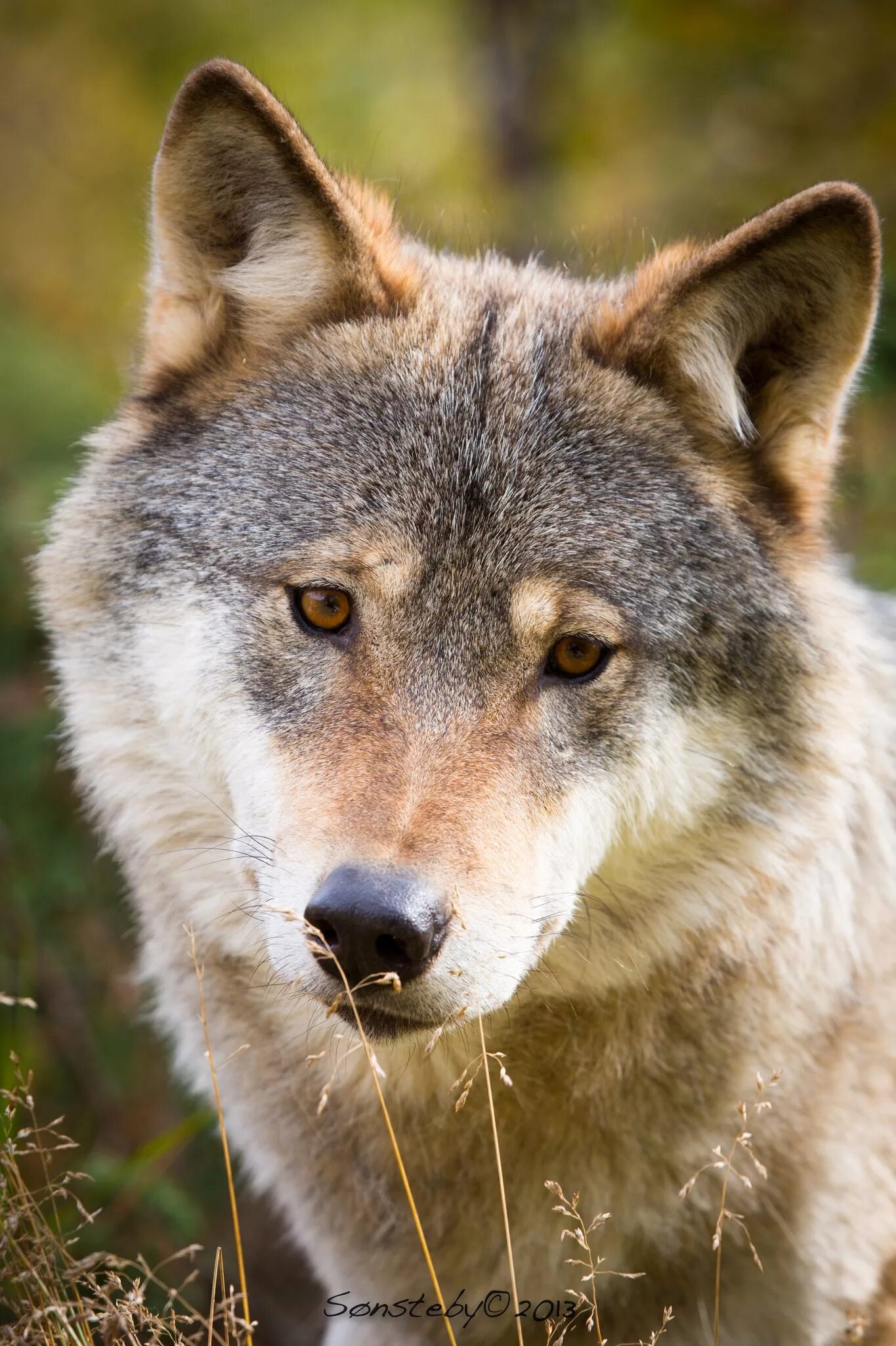 Волк. Волк canis Lupus. Среднерусский Лесной волк. Волк серый обыкновенный. Самый красивый фото волка