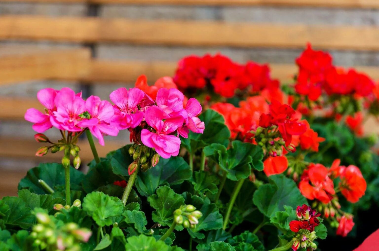 Rod Solbacka пеларгония. Герань цветок. Растение герань пеларгония. Герань (Pelargonium). Герань сухая