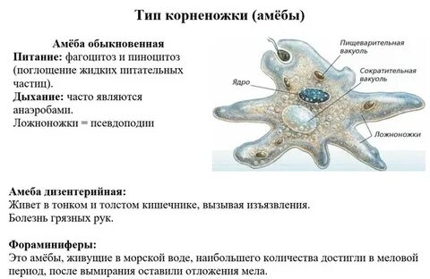 Где происходит пищеварение у амебы