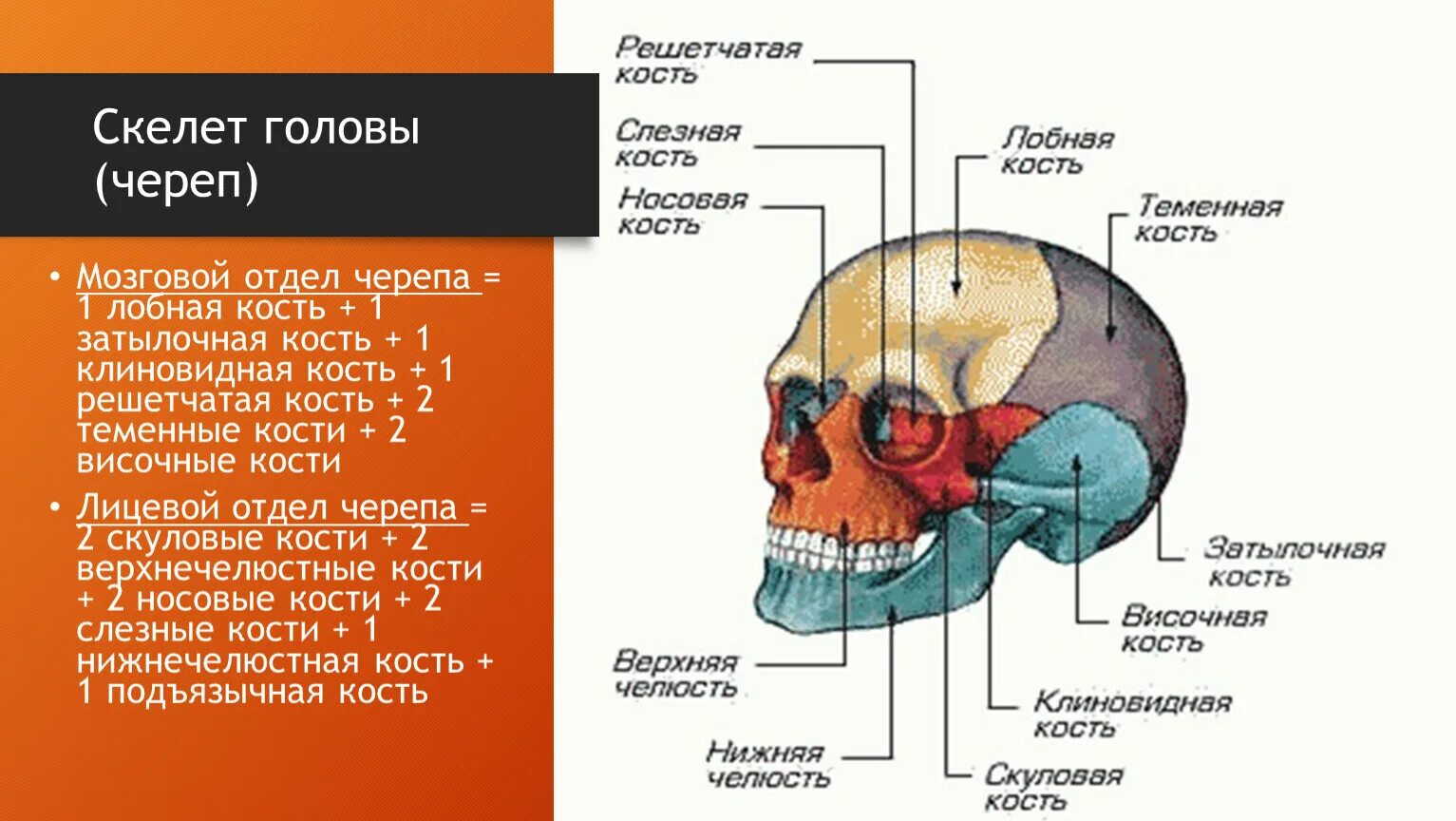 Скелет головы решетчатая кость. Решетчатая кость мозговой отдел. Скелет головы мозговой отдел.