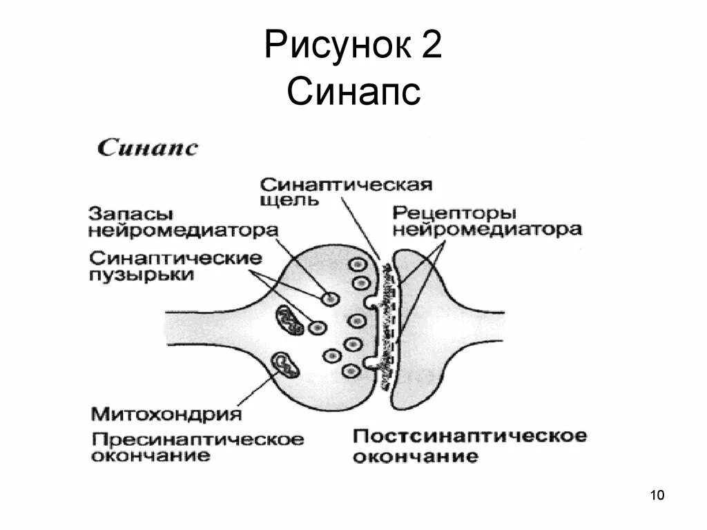 Синаптические пузырьки. Схема строения химического синапса. Строение синапса схема ЕГЭ. Схема строения межнейронного синапса. Строение химического синапса рисунок.