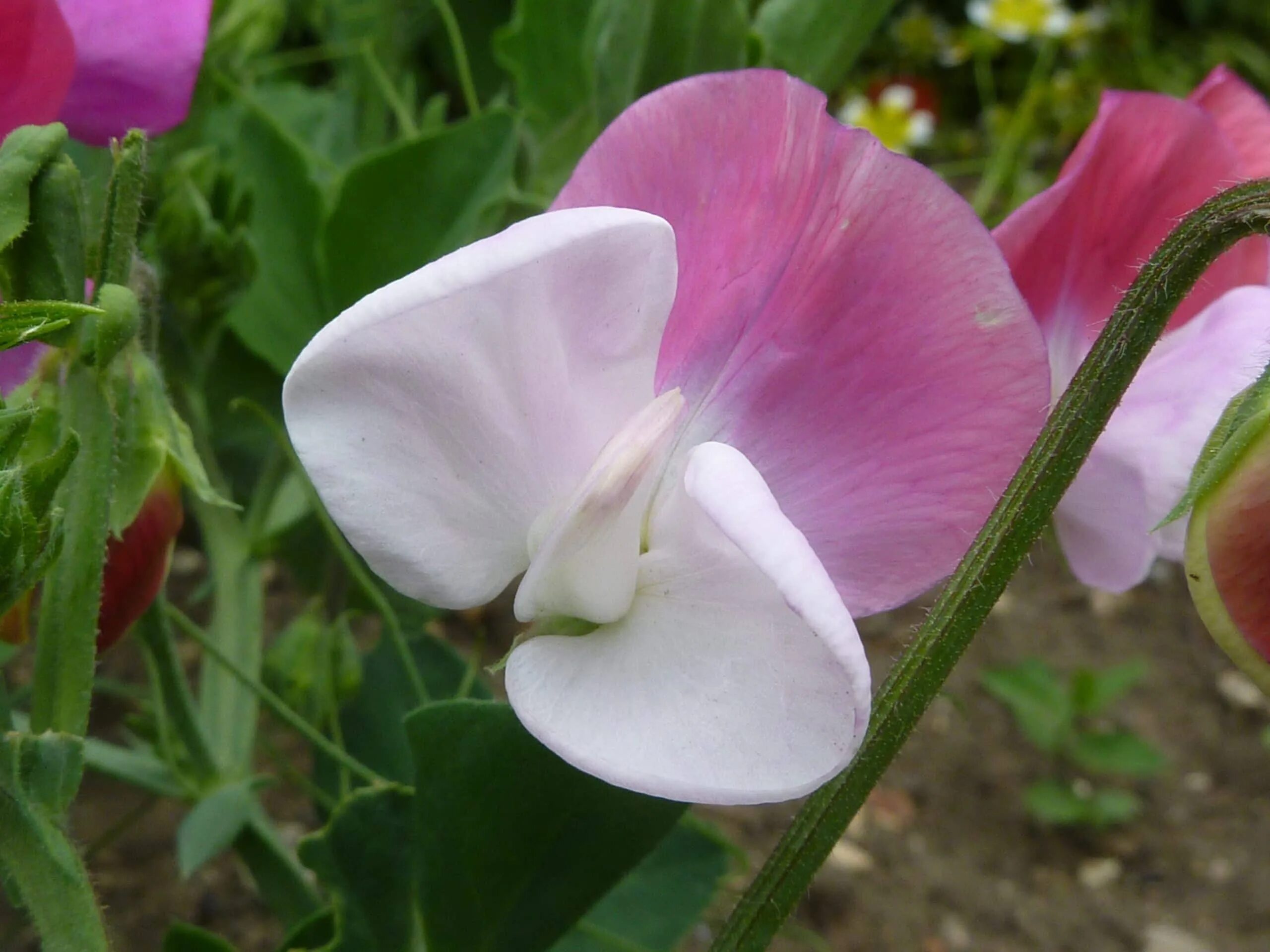 Lathyrus odoratus. Душистый горошек. Горошек душистый Дэнни. Душистый горошек Риппл микс.