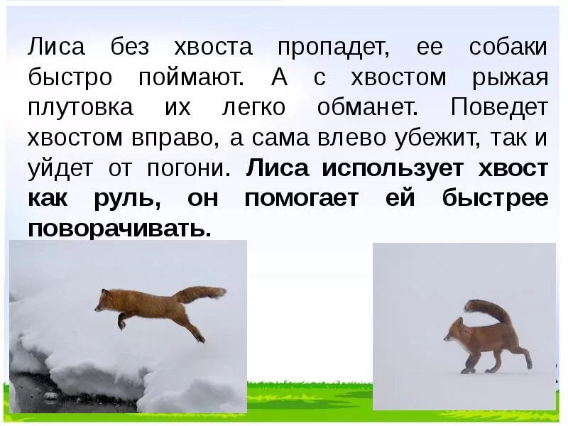 Задача про хвосты. Для чего животным хвост. зачем животным хвосты презентация. хвост лисы. картинка для чего нужны хвосты животным.