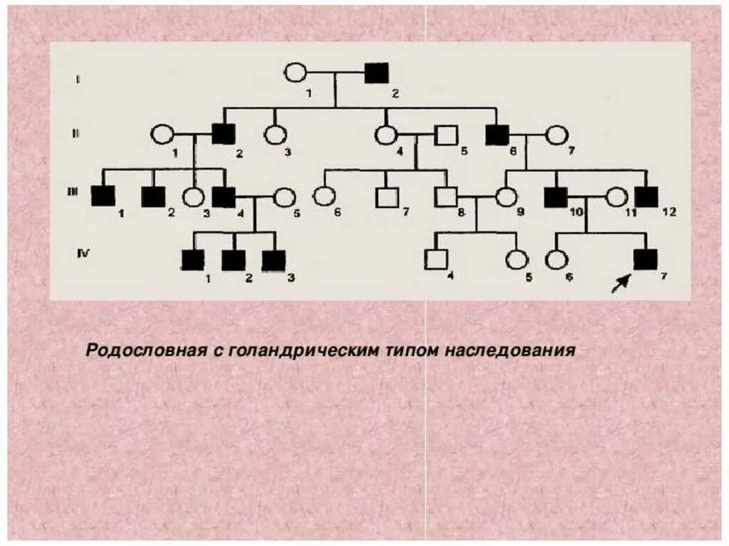 Родословная биология 11 класс. Голандрический Тип родословная. Голандрический наследование родословная. Родословная с голандрическим типом наследования. Y-cцепленный (голандрический) Тип наследования.