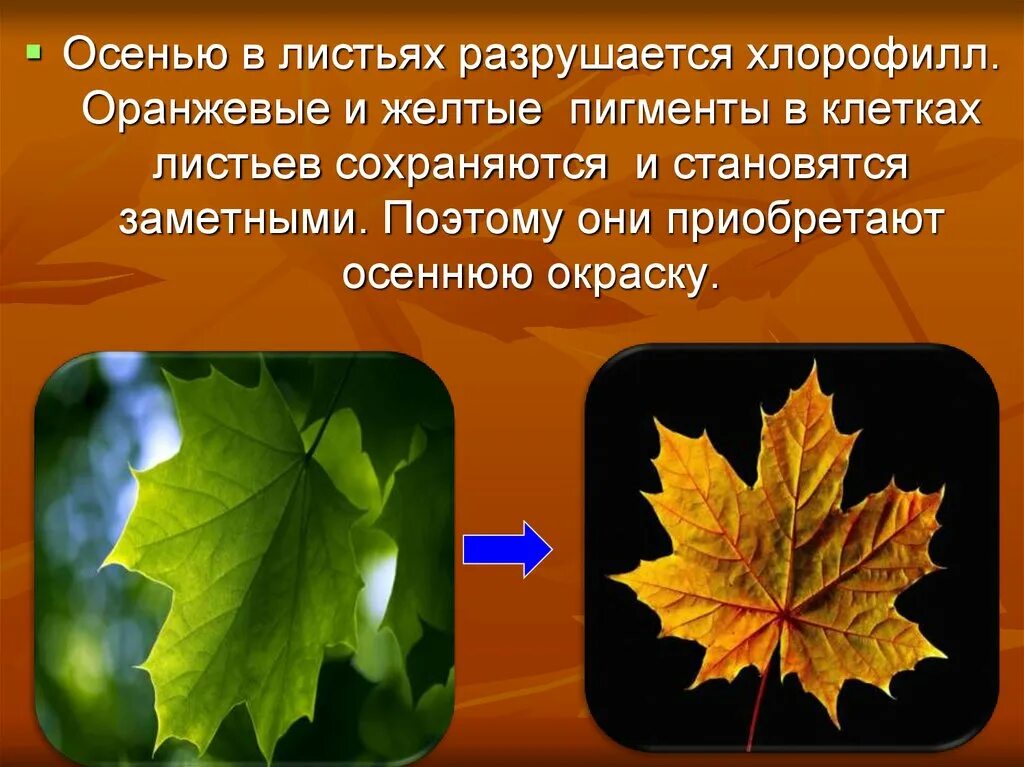 Изменения от 6 октября. Почему листья меняют цвет осенью. Тема для презентации осенние листья. Осенняя окраска листьев. Почему осенью листья меняют окраску.