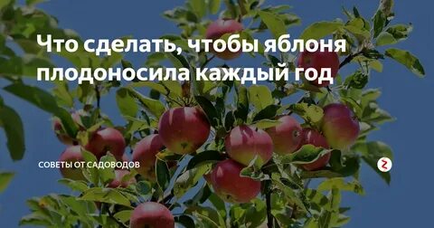 Почему не плодоносит яблоня