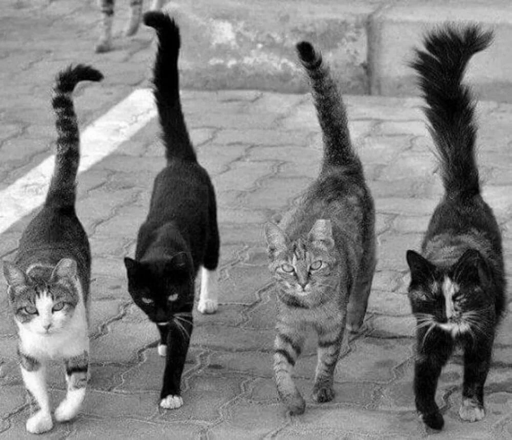 Движение первых кот. Три кошки. Четыре кота. Коты гуляют.