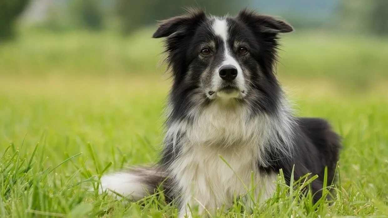 Самая умная порода в мире. Самая умная порода в мире