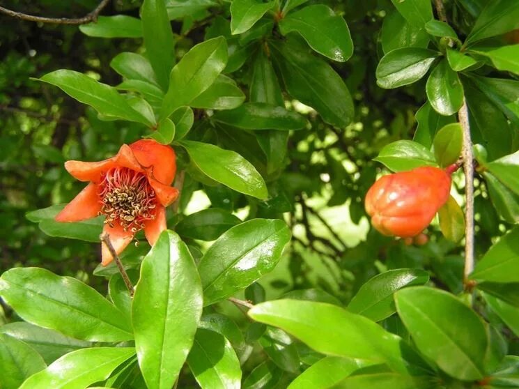Pomegranate Fruit Nature - Free photo on Pixabay Growing an avocado tree, Sorrel