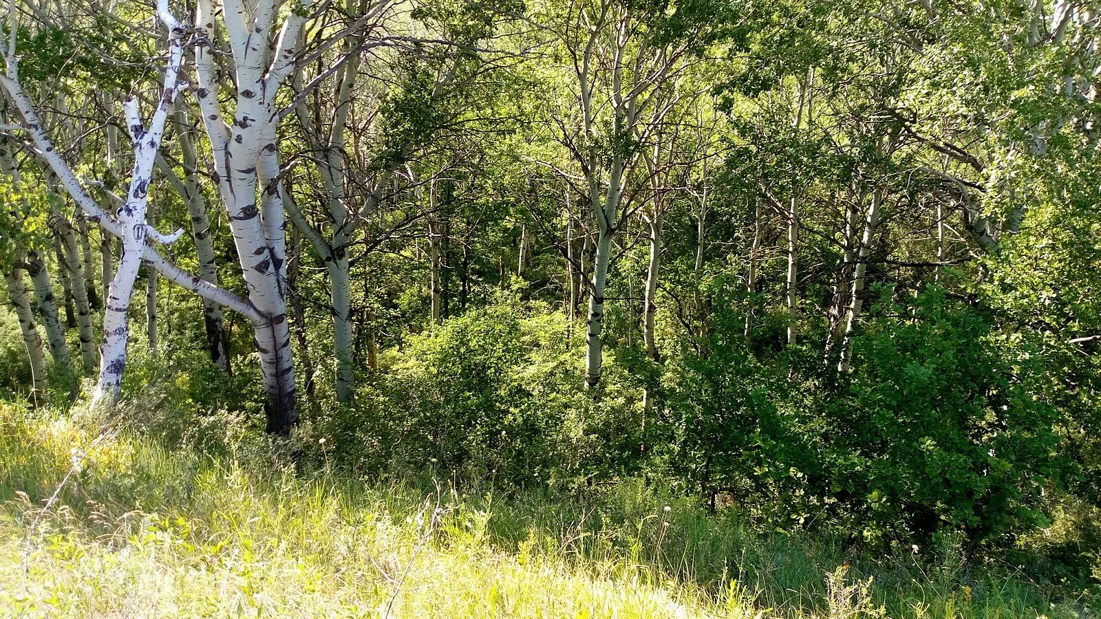 Ботанический заказник. Каратальские пески заказник. Кужорский ботанический заказник адыгея. Ботанический заказник. Судак мыс капчик.