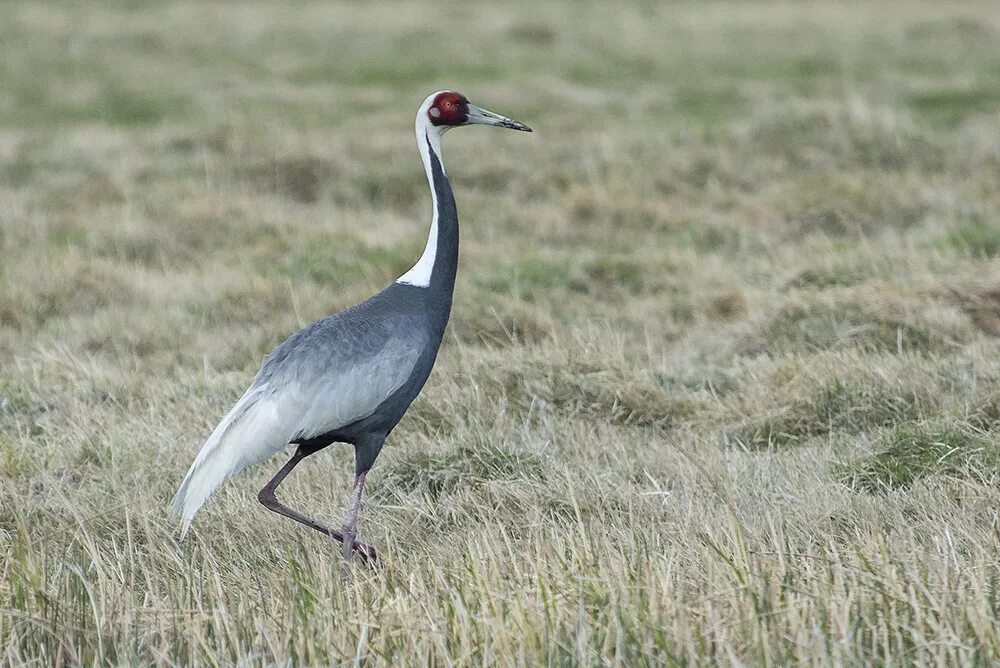 птицы крыма журавль красавка. национальный парк водлозерский серый журавль. журавль красавка красная книга. японский (уссурийский) журавль grus japonensis (muller, 1776). журавль каледонии 4 букв сканворд.