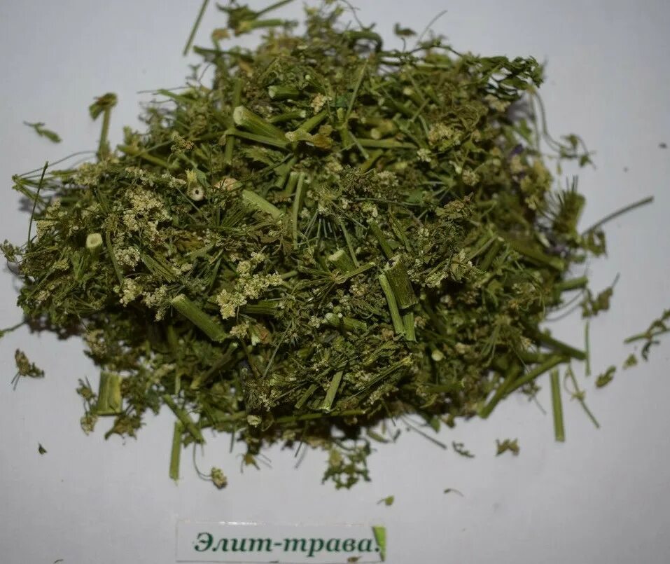 Трава 100 грамм. Трава болиголов в аптеке. болиголов сушеный. уфа фитоаптека болиголов.