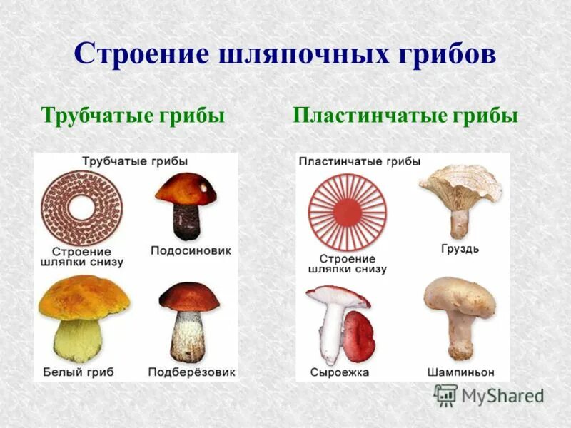 Строение шляпки шляпочных грибов. Строение шляпочного гриба. Шляпочные грибы трубчатые и пластинчатые схема. Грибы строение шляпочных грибов. Какие пластинчатые или трубчатые