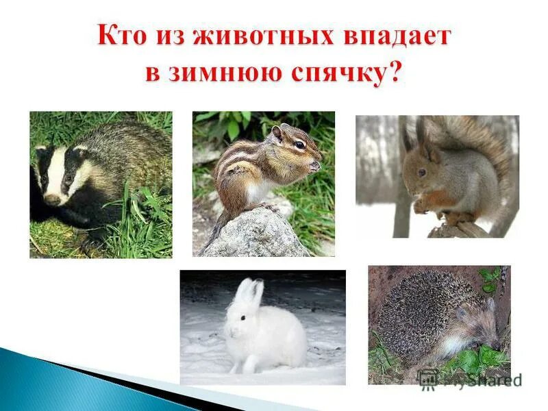 Кто из животных впадает в спячку на зиму. Животные впадающие в спячку. Животные в падающие в смячку. Животные которые в спячку зимой. Животные в падающие в смячку.