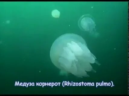 Медуза корнерот развитие с метаморфозом