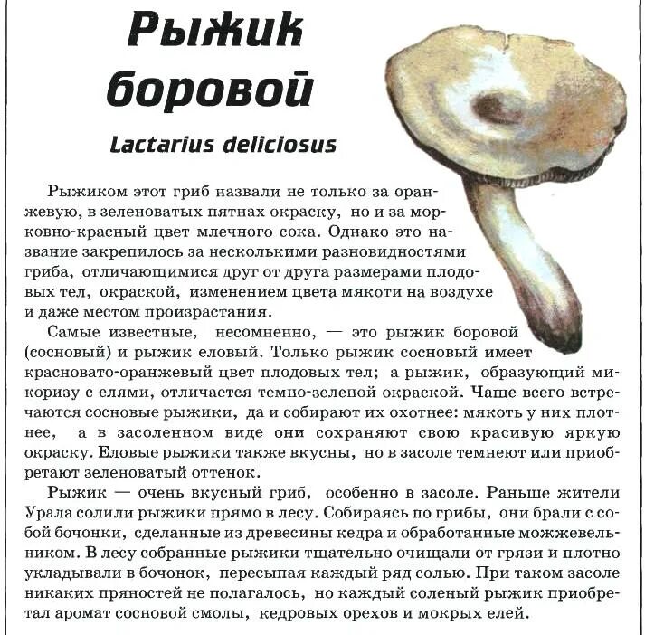 Определите тип питания рыжик настоящий береза белая. Рыжик сосновый/боровой (lactarius deliciosus);. гриб рыжик описание. плодовое тело рыжика. рыжик гриб характеристика.