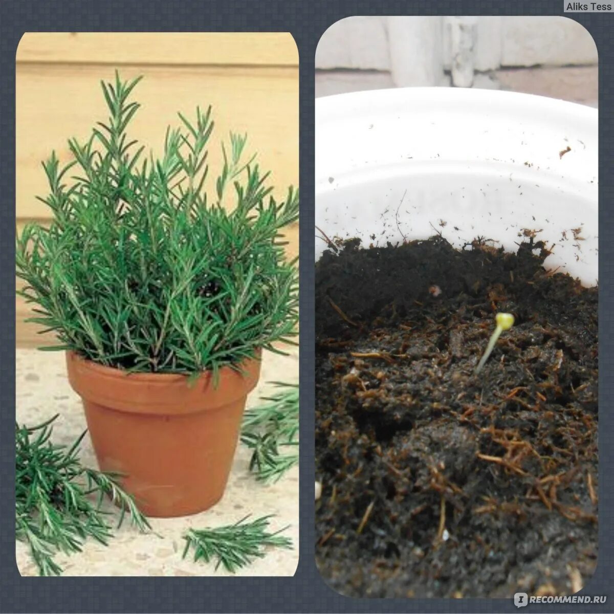 Розмарин посадка семенами. Розмарин рассада. Розмарин рассада прищипка. Как сеять розмарин на рассаду. Розмарин сеянцы.