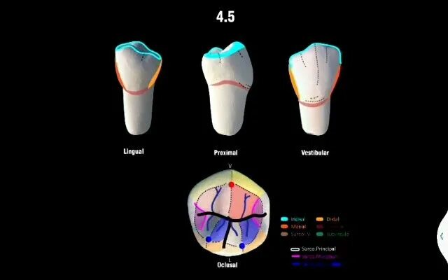 Компас зуба. Зубы стоматология. Моделировка зубов компас. Анатомия зубов для зубных техников атлас. Моделирование зубов плакат.