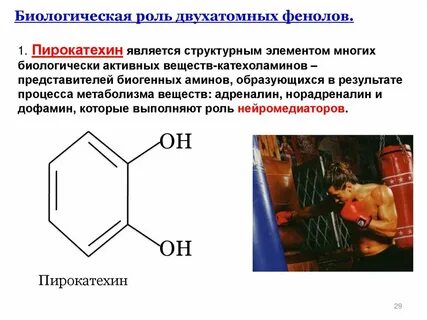 Биологическая роль фенола