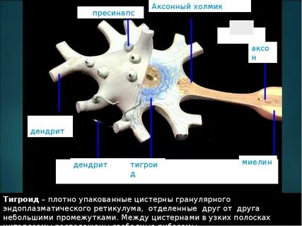 Дендриты серое вещество