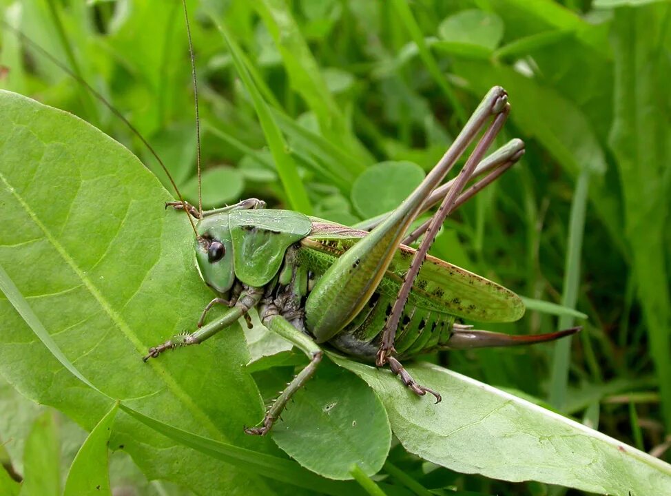Отряд прямокрылые кузнечики. Отряд прямокрылые биология 7 класс. Кузнечик какой отряд насекомых. Отряд прямокрылые биология 7 класс. Отряд прямокрылые медведка.